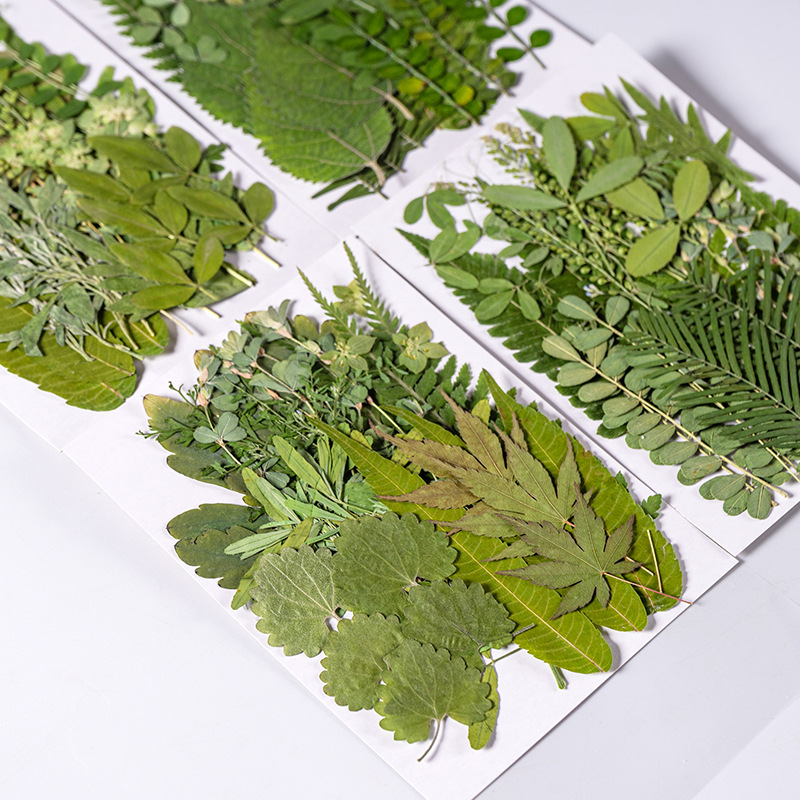 Dried Flower Bookmark - 1Set 35pcs Pressed Dried Flower Mixed