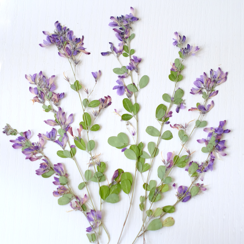 Dried Flower Bookmark - 6pcs,nature Lespedeza Formosa Dried Pressed Flowers,Plant