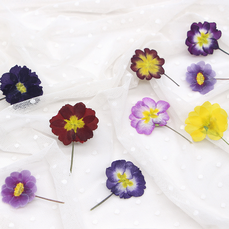 48Pcs European Primrose Teachi - Dried Flower Bookmark recension och pris